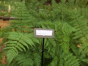 Dryopteris dilatata