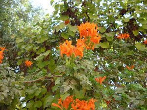 Centranthus ruber