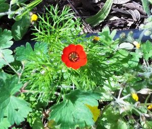 Adonis microcarpa