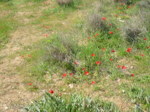 Anemone coronaria pura reservation