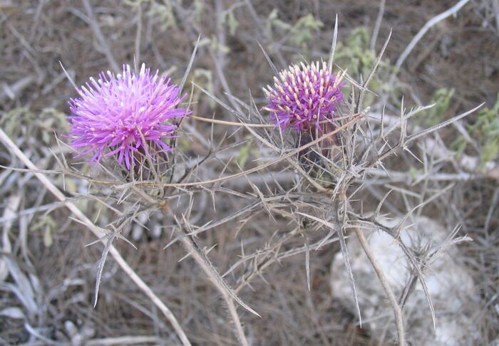 Atractylis comosa