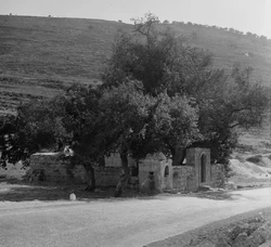 מקור התמונה: American Colony (Jerusalem). Photo Dept