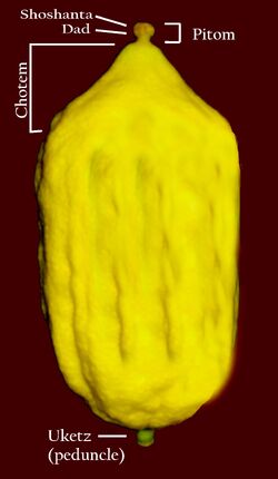 Etrog Anatomy