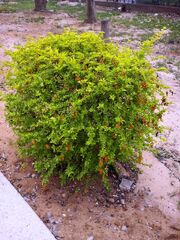 DURANTA ERECTA GOLDEN raanana