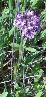 Orchis tridentata