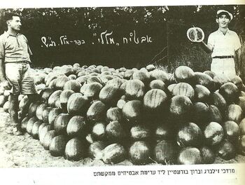 אבטיח מללי.jpg