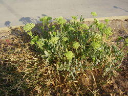 Crritmum maritimum in Tel Aviv Beach