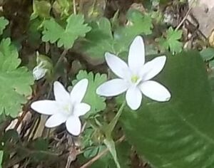 Ornithogalum montanum Cirillo