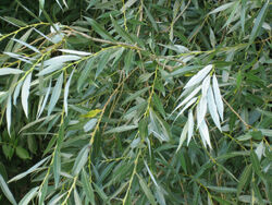 Salix alba leaves