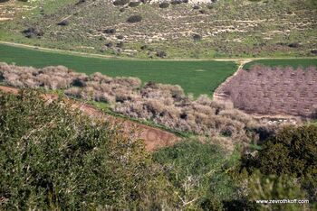 שמורת השיטה המלבינה בנחל האלה