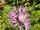 Centaurea nigra
