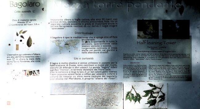 Bagolaro a orto botanico di pisa ilustrozione 1.jpg