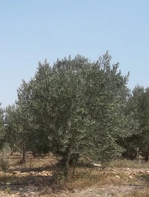 זית בקדומים בעת המסיק