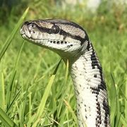 Frank the Snake
