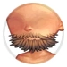 Brushed Beard Brown thumbnail.