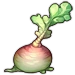 Misshapen Turnip Image