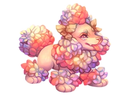 Hydrangea Poodle evolution image.