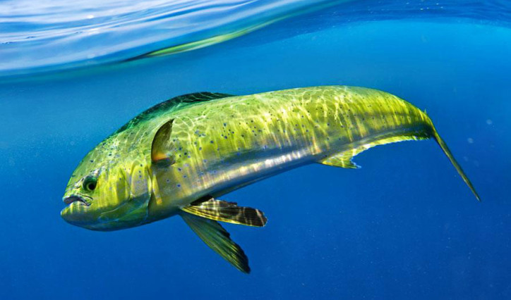 FEEDING Giant Mahi-Mahi To Jaws in Aquarium! *Epic* 