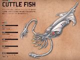 Cuttle Fish