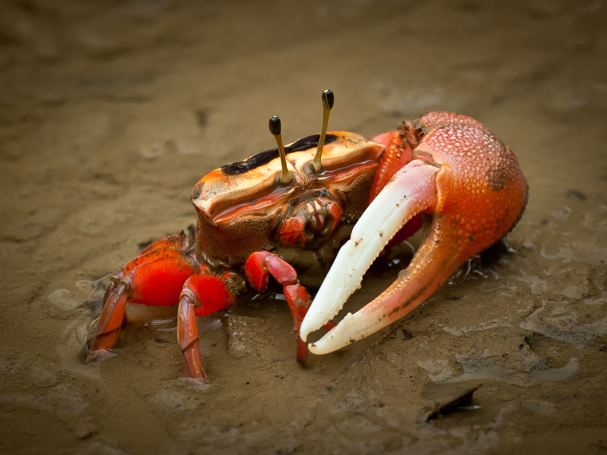 What is a Fiddler Crab? - Captain Buddy's