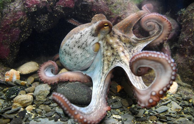 Octopus | Darius Wiki | Fandom Octopus | Darius Wiki | Fandom