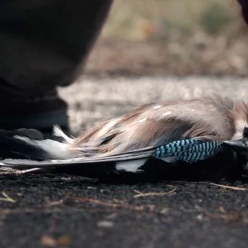 Dead Animals Dark Wiki Fandom Parscale fell from trump favor. dead animals dark wiki fandom