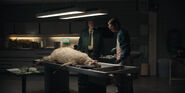 1x03 0037 SheepAutopsy