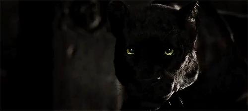 Werepanthers | Dark Rabbit Productions Wiki | Fandom