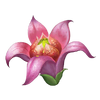 Icon uncommon flower.png
