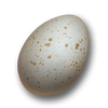 Icon turkey's egg