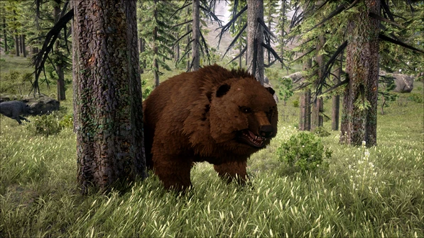 Bear