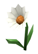 White Windflower
