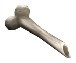 Unknown Bone