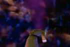 Possession.png