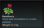 Baneberry