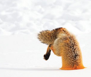 Foxling