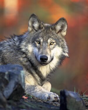 Gray wolf4