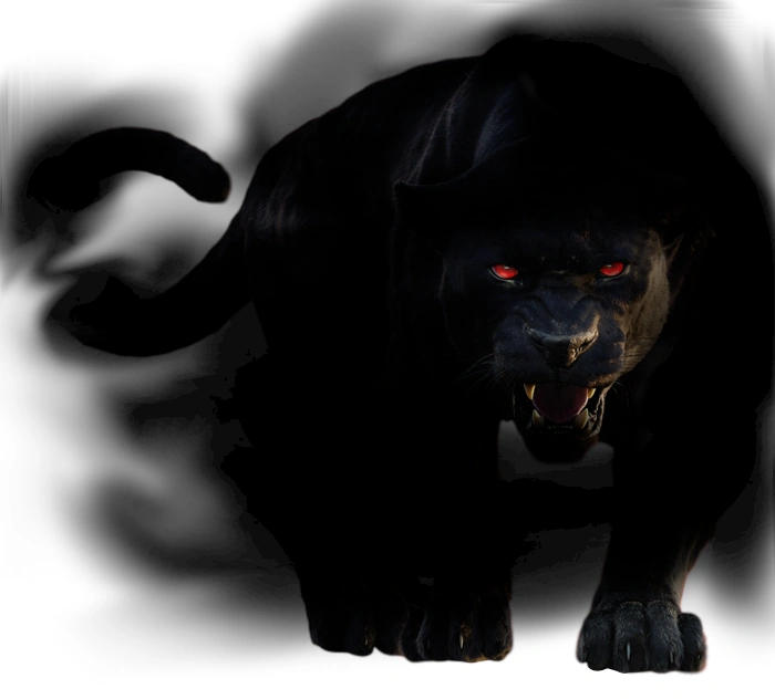Shadow Cats Dark Series Wiki Fandom