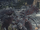 Corvian