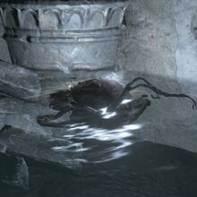 Serokrys Iz Poseleniya Nezhiti Dark Souls Viki Fandom