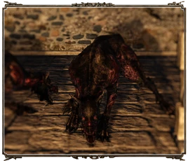 Бродячая Собака