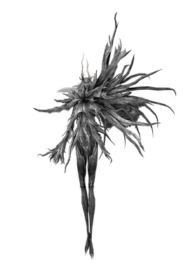 Four Kings Model