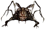Crag Spider