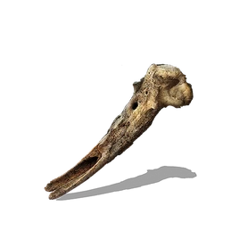 Кость Лоретты