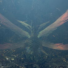 Seath The Scaleless Dark Souls Wiki Fandom