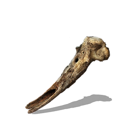 Loretta's Bone