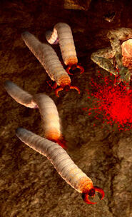 Vile maggot01