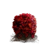 Bloodred Moss Clump