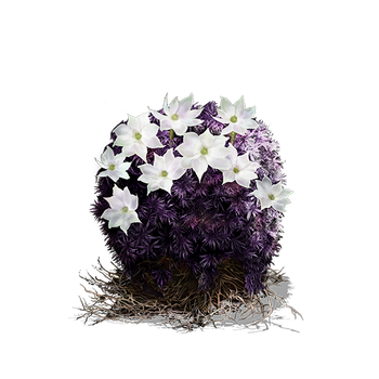 Blooming Purple Moss Clump (DSIII)