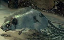 Крысиный дарк соулс. Крысиный дарк соулс. Крысиный дарк соулс. Командир крысиной гвардии dark souls 2. Дарк соулс 3 большая крыса.